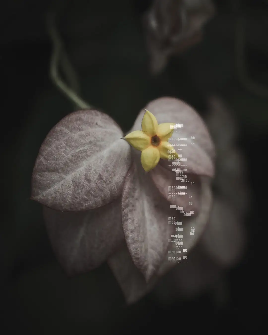 Insta 8081462