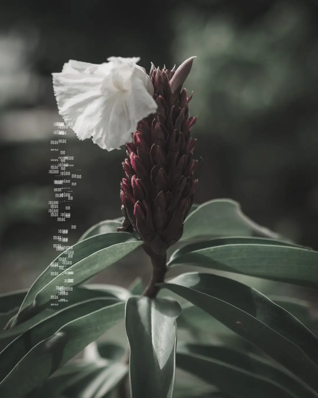 Insta P8081168