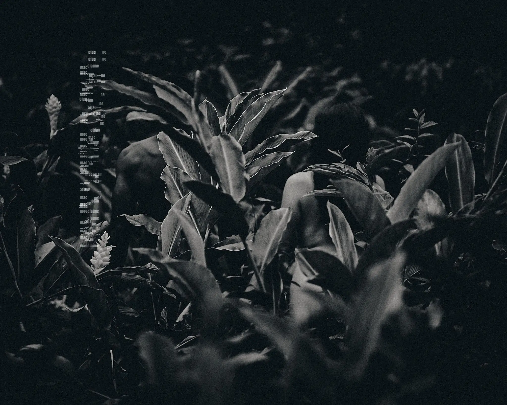 DSC03567 1