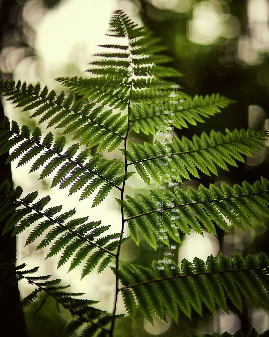 DSC09586 1
