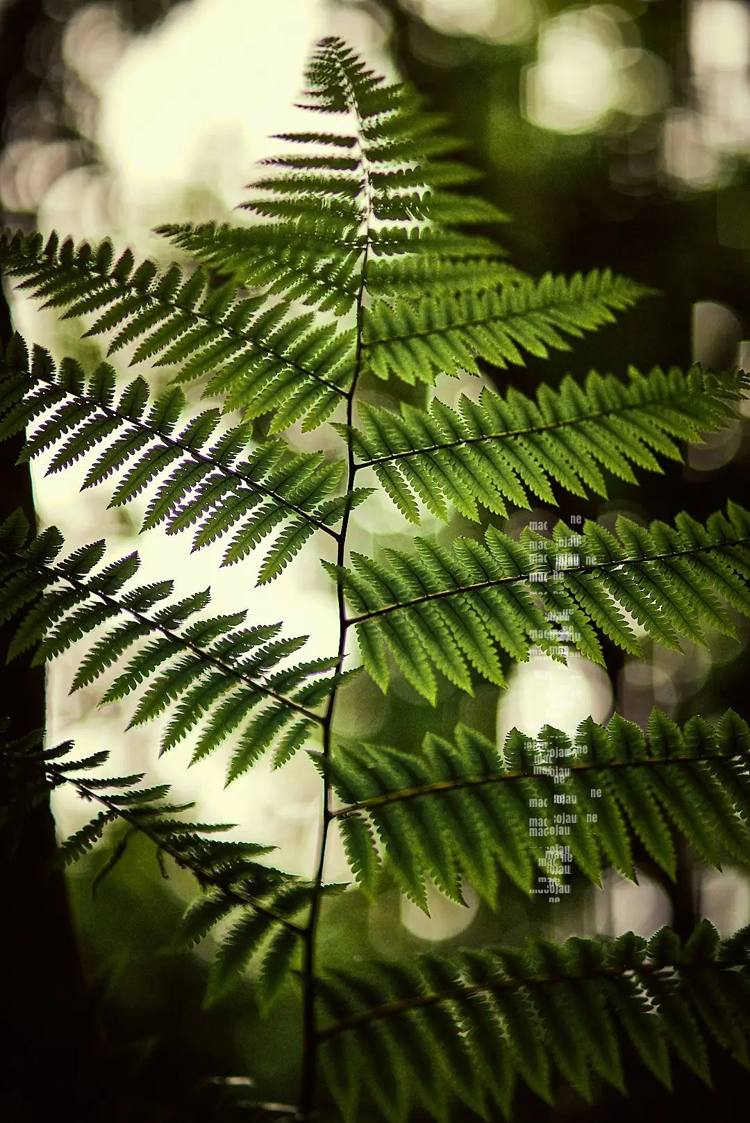 DSC09586