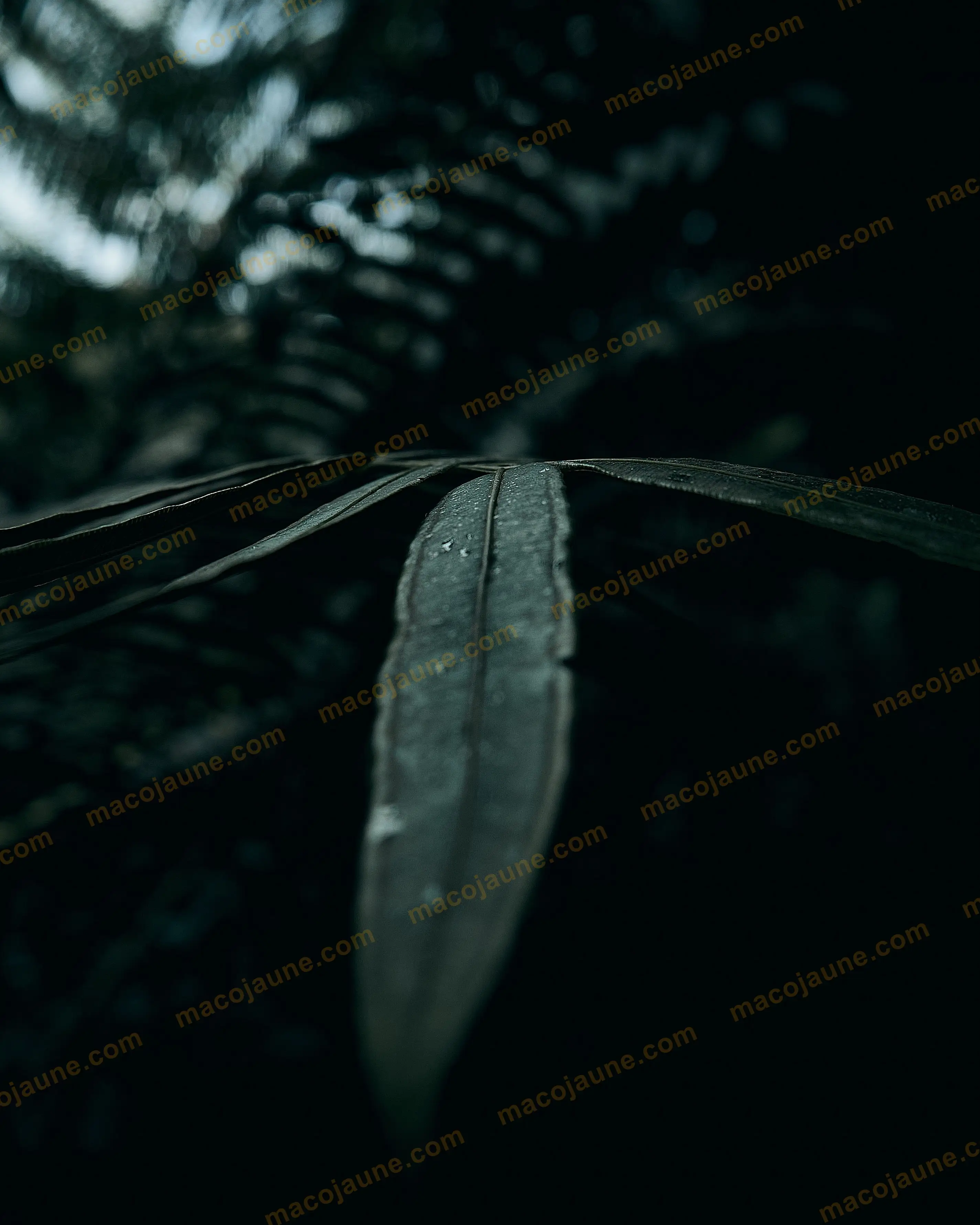Arrow (18x24cm)