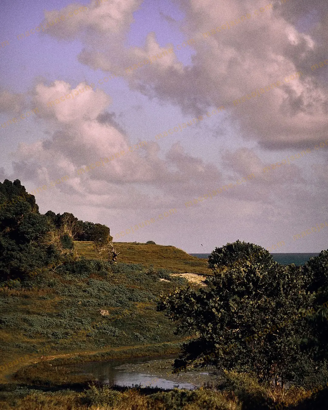 DSC06223